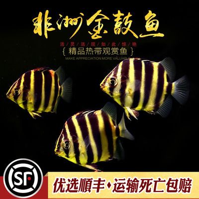 非洲金鼓魚多少錢一條（非洲金鼓魚的價格） 溫控設備 第3張