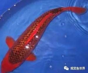 紅色 觀賞魚 推薦品種（紅綠燈魚的養(yǎng)殖秘籍） 細線銀版魚 第3張