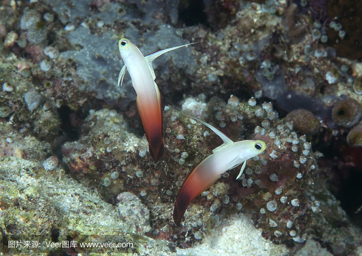 佛羅里達(dá)火箭魚（佛羅里達(dá)火箭魚保護(hù)海洋生物多樣性保護(hù)佛羅里達(dá)火箭魚）