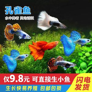 觀賞魚培訓班（水族箱生態(tài)揭秘） 白子黃化銀龍魚 第3張