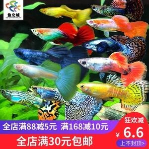 觀賞魚培訓班（水族箱生態(tài)揭秘） 白子黃化銀龍魚 第4張