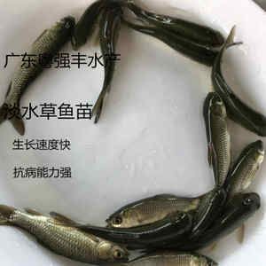 廣東淡水觀賞魚有哪些種類（廣東淡水觀賞魚市場分析）