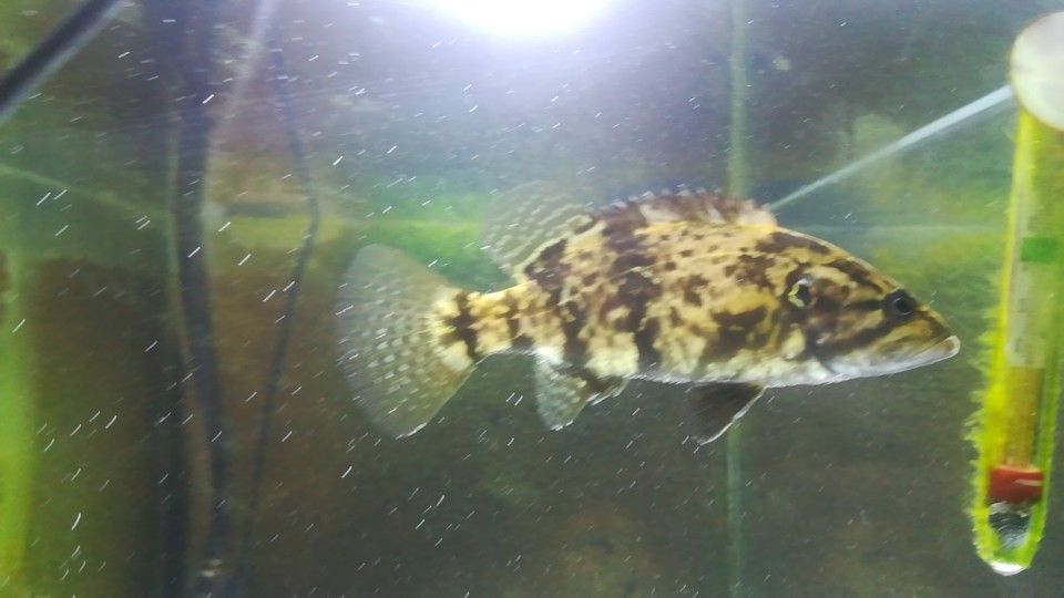 淡水冷水觀賞魚有哪些（淡水冷水觀賞魚） 玫瑰銀版魚 第3張