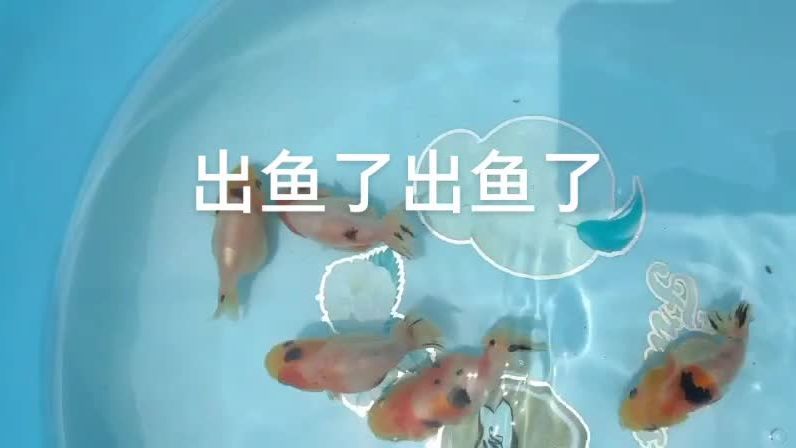 觀賞魚養(yǎng)殖場視頻播放（如何在家中學習觀賞魚養(yǎng)殖） 粗線銀版魚苗 第4張