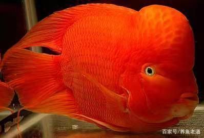 紅鸚鵡魚水溫多少合適（紅鸚鵡魚的飼養(yǎng)方法）