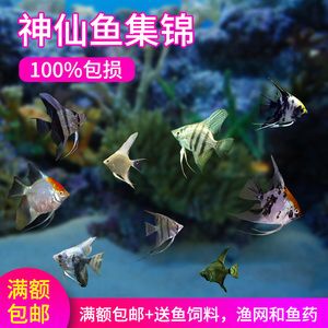 觀賞魚(yú)成群的魚(yú)什么好看（成群游的觀賞魚(yú)的色彩學(xué)）