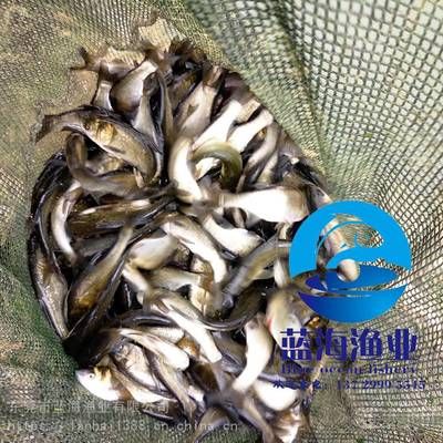 花鰱魚苗批發(fā)（花鰱魚苗批發(fā)價格） 成吉思汗鯊（球鯊）魚 第1張