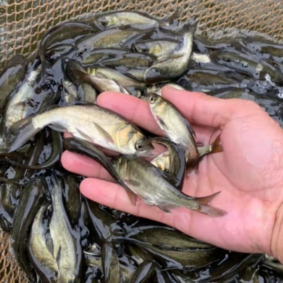 花鰱魚苗批發(fā)（花鰱魚苗批發(fā)價格） 成吉思汗鯊（球鯊）魚 第2張