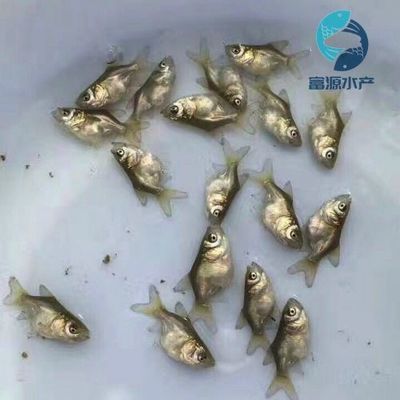 花鰱魚苗批發(fā)（花鰱魚苗批發(fā)價格） 成吉思汗鯊（球鯊）魚 第3張