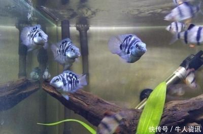 觀賞魚如何檢疫（關于觀賞魚檢疫的幾個問題）