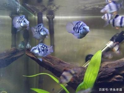 觀賞魚如何檢疫（關于觀賞魚檢疫的幾個問題）