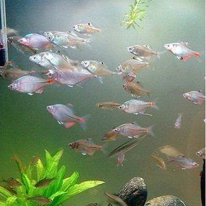 觀賞魚種類冷水魚和熱水魚（冷水魚和熱水魚有什么區(qū)別） 帝王迷宮魚 第1張