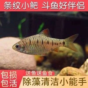 觀賞魚種類冷水魚和熱水魚（冷水魚和熱水魚有什么區(qū)別） 帝王迷宮魚 第4張