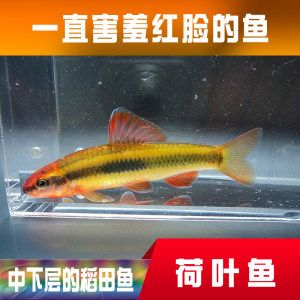 觀賞魚種類冷水魚和熱水魚（冷水魚和熱水魚有什么區(qū)別） 帝王迷宮魚 第3張