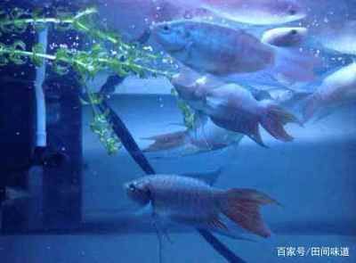 廣州批發(fā)觀賞魚 收入如何（廣州批發(fā)觀賞魚品種鑒賞手冊觀賞魚品種鑒賞手冊）