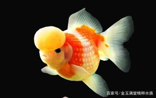 皇冠珍珠金魚怎么把冠養(yǎng)大（皇冠珍珠金魚的飼養(yǎng)技巧）