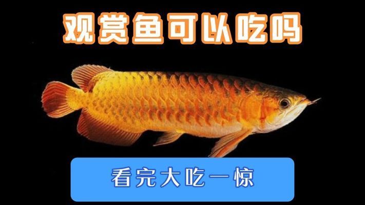 白色觀賞魚(yú)能吃嗎視頻（關(guān)于白色觀賞魚(yú)是否能吃的問(wèn)題） 紅眼黃化幽靈火箭魚(yú)|皇家火箭魚(yú) 第1張