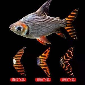 飛鳳魚幾紋最好（巨型飛鳳魚的飼養(yǎng)技巧飛鳳魚的飼養(yǎng)技巧飛鳳魚的飼養(yǎng)技巧） 紅頭利魚 第3張