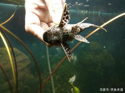 鳳尾魚缸養(yǎng)啥清理魚最好（鳳尾魚與其他熱帶魚的區(qū)別） 斯維尼關(guān)刀魚 第3張