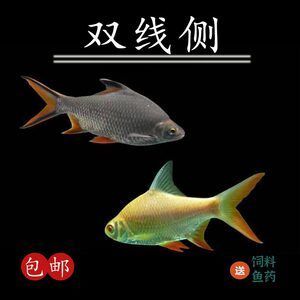 側(cè)魚就是鯽魚（側(cè)魚和鯽魚在某些情況下可能是同一種魚類） 綠皮皇冠豹魚 第2張