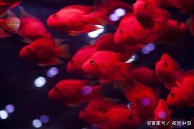 觀賞魚概念（觀賞魚的飼養(yǎng)技巧） 黑白雙星 第3張