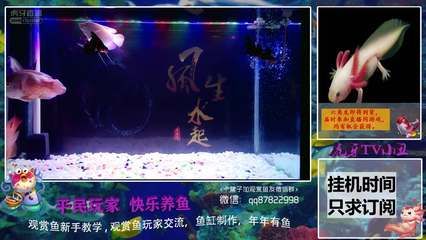 觀賞魚教學視頻完整版（水族箱的美學原理） 黃金鴨嘴魚 第4張