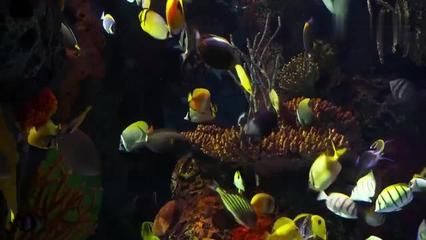 觀賞魚教學視頻完整版（水族箱的美學原理）