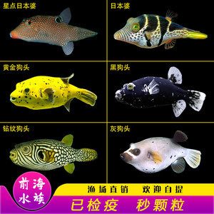 海水觀(guān)賞魚(yú)漁場(chǎng)（海水觀(guān)賞魚(yú)的養(yǎng)殖技術(shù)）