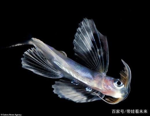 鵝嘴魚是淡水還是海魚（鵝嘴魚和淡水魚有什么區(qū)別？）