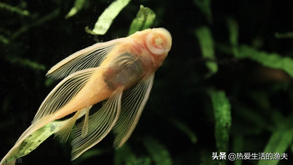 觀賞魚拉屎特別長（關于觀賞魚排便異常的分析和處理方法） 蘇虎苗（蘇門答臘虎魚苗） 第3張