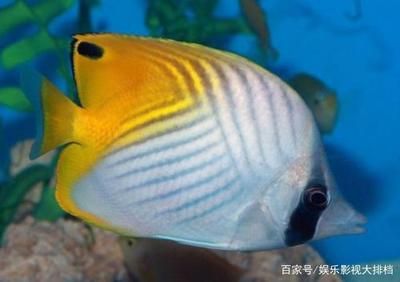 紅海觀賞魚（紅海觀賞魚你了解多少） 廣州祥龍國(guó)際水族貿(mào)易 第1張