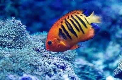 紅海觀賞魚（紅海觀賞魚你了解多少） 廣州祥龍國(guó)際水族貿(mào)易 第2張