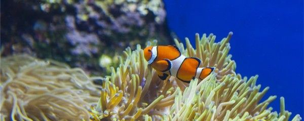 紅海觀賞魚（紅海觀賞魚你了解多少） 廣州祥龍國(guó)際水族貿(mào)易 第3張