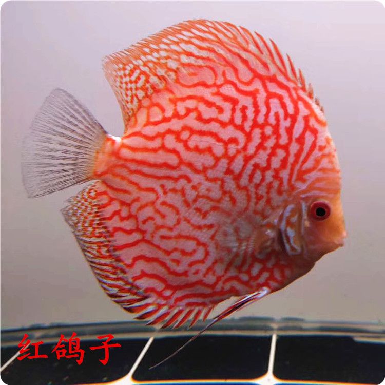 紅色的淡水觀賞魚(yú)有哪幾種（紅色淡水觀賞魚(yú)品種：紅色淡水觀賞魚(yú)品種之一：紅色淡水觀賞魚(yú)） 泰國(guó)雪鯽魚(yú) 第2張