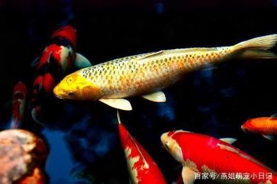 觀賞魚(yú)吃蚯蚓嗎（觀賞魚(yú)可以吃蚯蚓嗎）