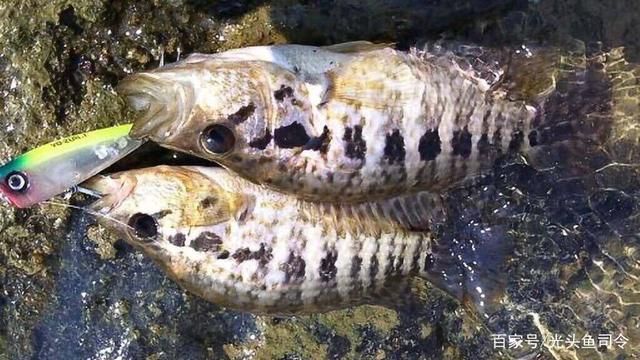 海南觀賞魚場有哪些魚類（海南特色觀賞魚市場的趨勢與前景隨著人們生活水平的提高） 大白鯊魚苗 第3張