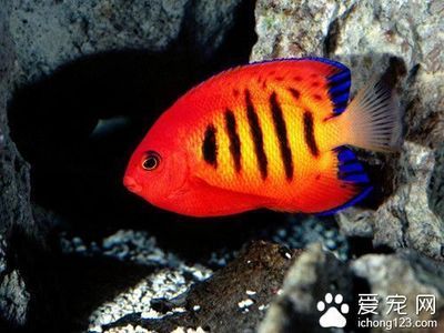 大型熱帶魚(yú)（大型熱帶魚(yú)的養(yǎng)護(hù)技巧大型熱帶魚(yú)的飼養(yǎng)技巧）