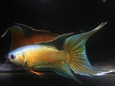 觀賞魚(yú)愛(ài)好者協(xié)會(huì)（關(guān)于觀賞魚(yú)愛(ài)好者協(xié)會(huì)的一些問(wèn)題）