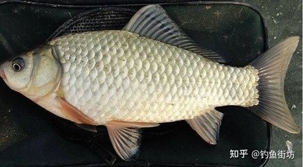 觀賞魚幾個月長大（觀賞魚生長速度的世界紀錄） 元寶鳳凰魚百科 第3張