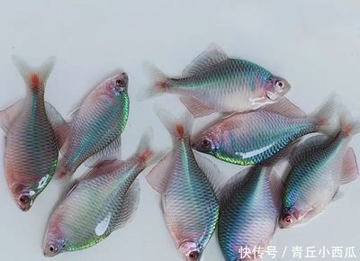 觀賞魚幾個月長大（觀賞魚生長速度的世界紀錄） 元寶鳳凰魚百科 第1張