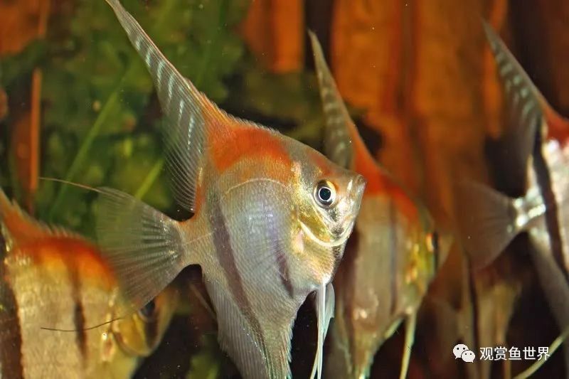 紅背埃及神仙魚（紅背埃及神仙魚是什么？）