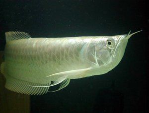 白魚(yú)觀賞魚(yú)是什么魚(yú)種的（白色白色小型觀賞魚(yú)）