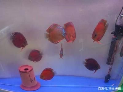 紅蟲(chóng)可以喂觀賞魚(yú)嗎（紅蟲(chóng)作為一種常見(jiàn)的觀賞魚(yú)飼料，在使用過(guò)程中需要注意一些事項(xiàng)） 斯維尼關(guān)刀魚(yú) 第1張