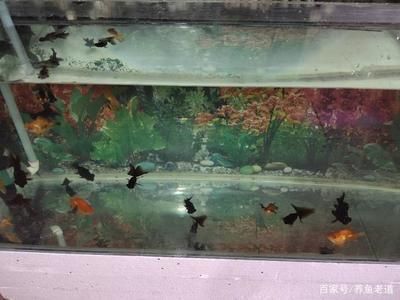 紅蟲(chóng)可以喂觀賞魚(yú)嗎（紅蟲(chóng)作為一種常見(jiàn)的觀賞魚(yú)飼料，在使用過(guò)程中需要注意一些事項(xiàng)） 斯維尼關(guān)刀魚(yú) 第3張