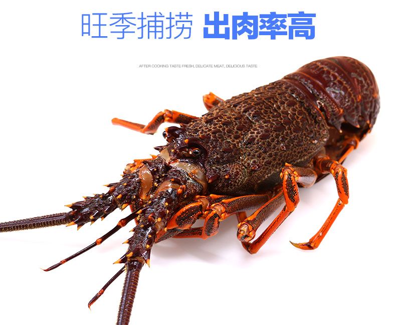 紅龍和澳龍 價(jià)格（紅龍與澳龍的價(jià)格對(duì)比） 食人魚（水虎） 第1張