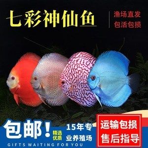 國外七彩神仙魚養(yǎng)殖場（七彩神仙魚養(yǎng)殖技術(shù)）