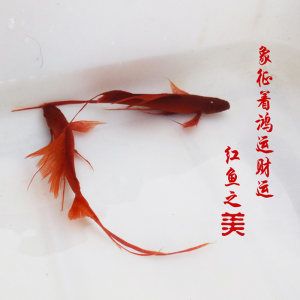 紅魚觀賞魚為什么變成白魚了（紅魚觀賞魚為什么會變白）