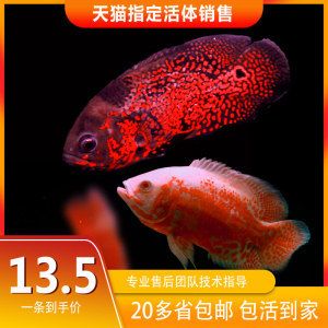 互動(dòng)觀賞魚排行（地圖魚和地圖魚的區(qū)別） 赤元素 第1張