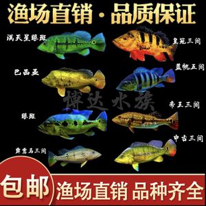 成年申古三間魚(yú)（成年申古三間魚(yú)的介紹）