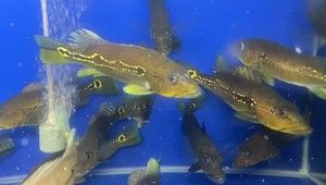 成年申古三間魚（成年申古三間魚的介紹） 帝王三間魚 第1張